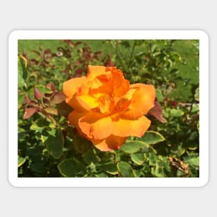 Exposition Park Rose Garden Study 3 Sticker